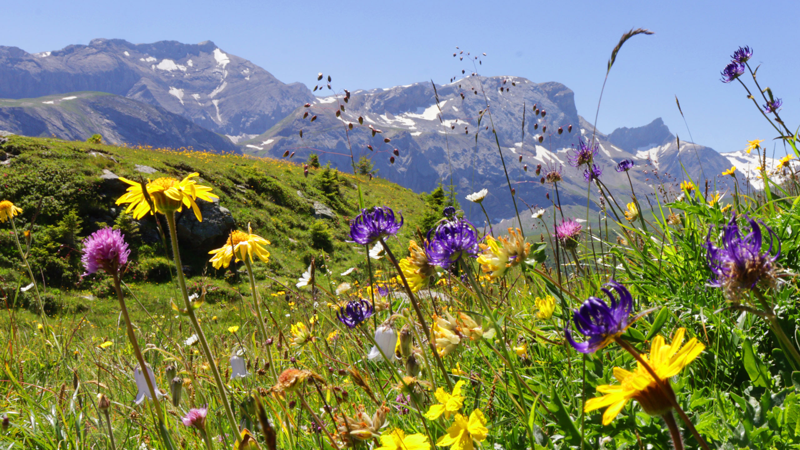 Artenvielfalt auf dem Alpenblumenweg Betelberg an der Lenk