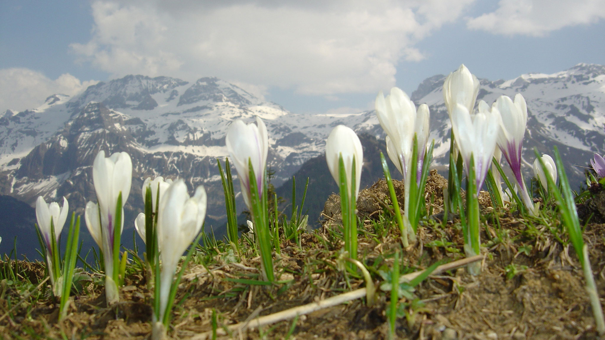 Alpenblumen Betelberg